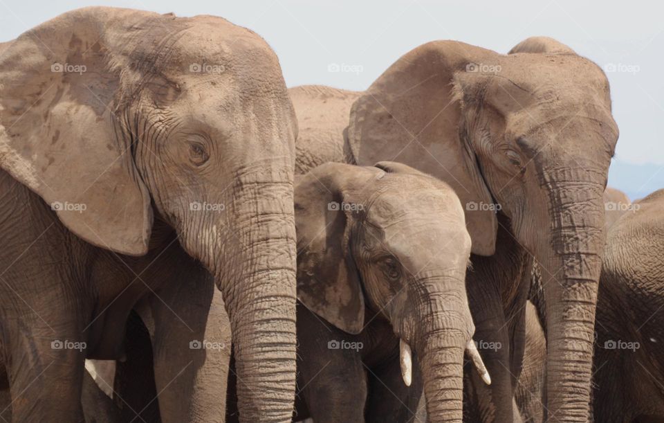 A close up shot of a herd of elephants in South Africa 