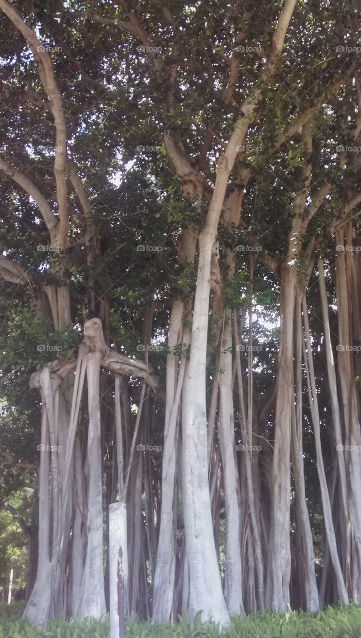 Banyan Tree Roots