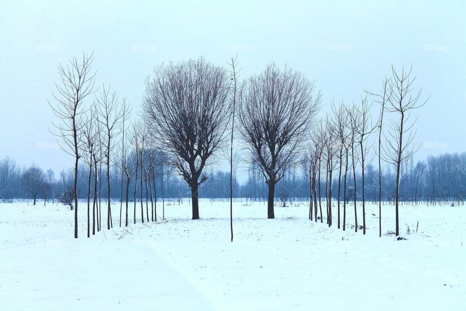 I find this photo amazing because it has uniformity and it shows how deciduous trees lose their leaves in the winter. 