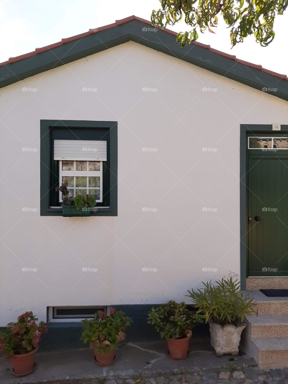 Urban nature: plants