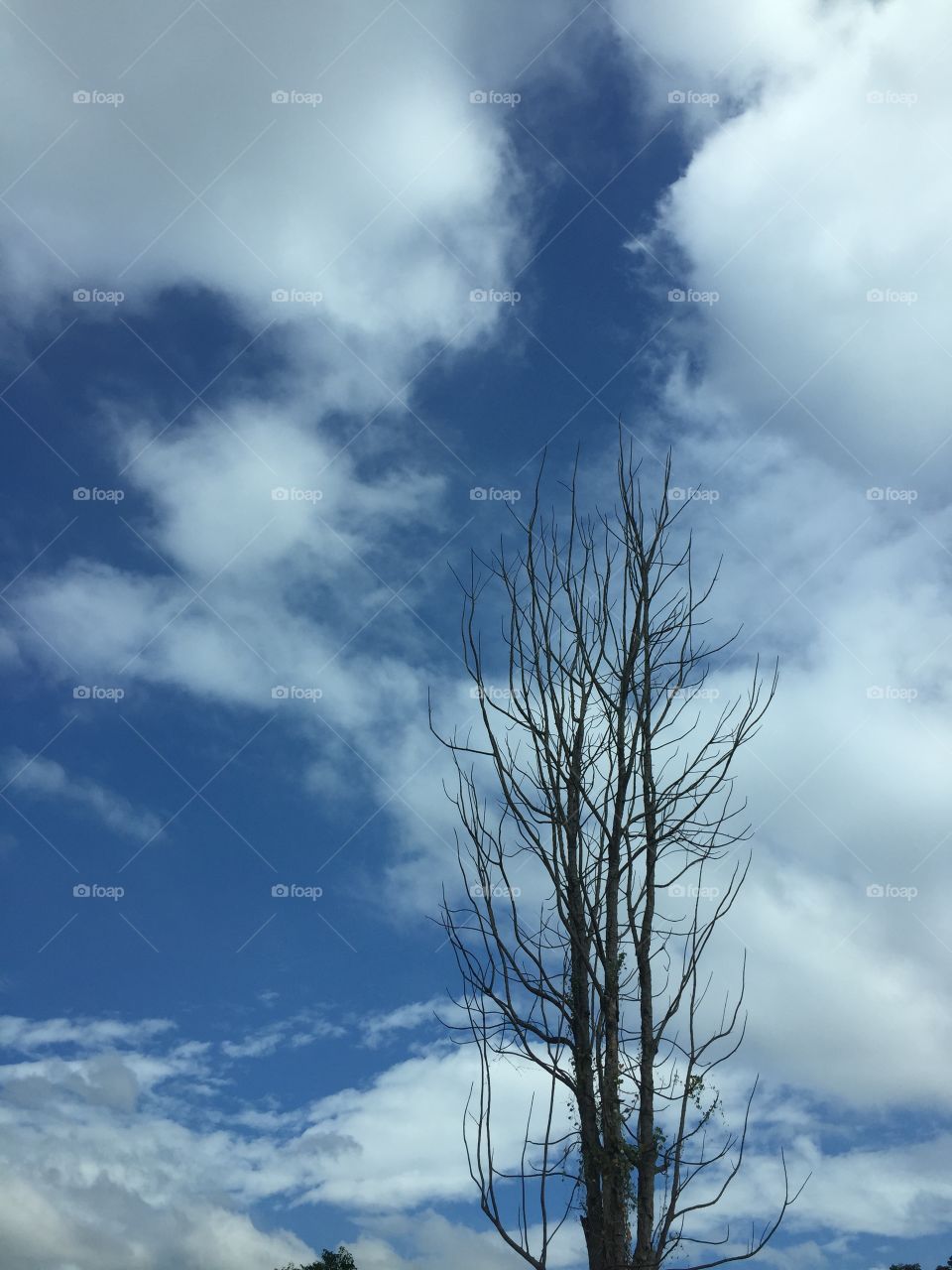 The Without leaves and sky.