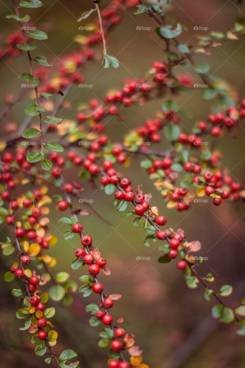 red wild berries on a branch in the forest