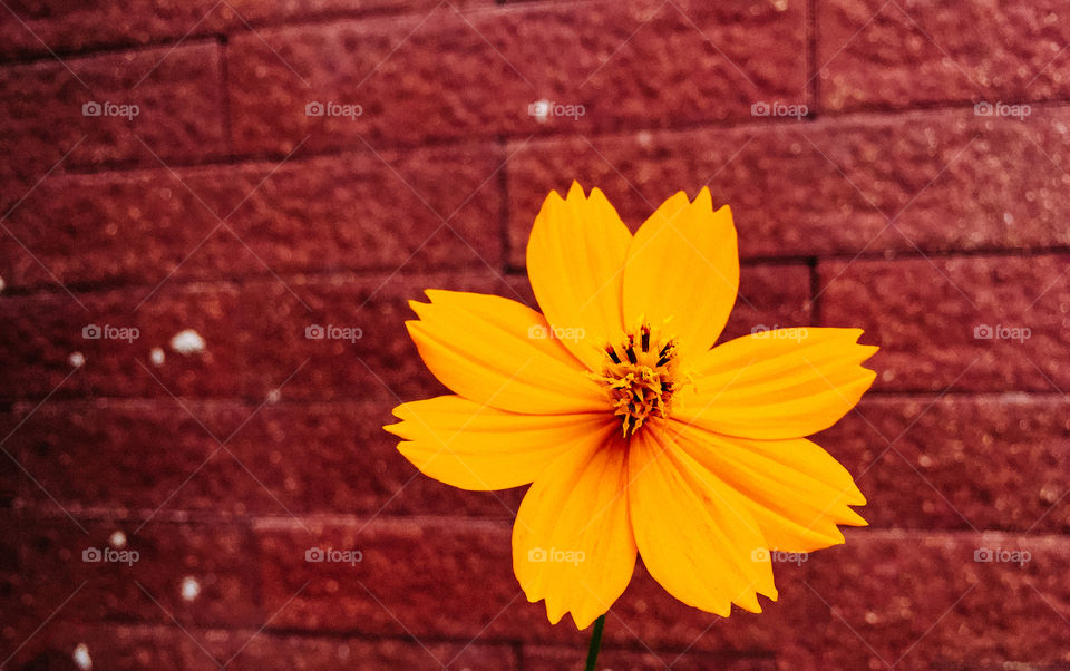 Yellow cosmos in red wall