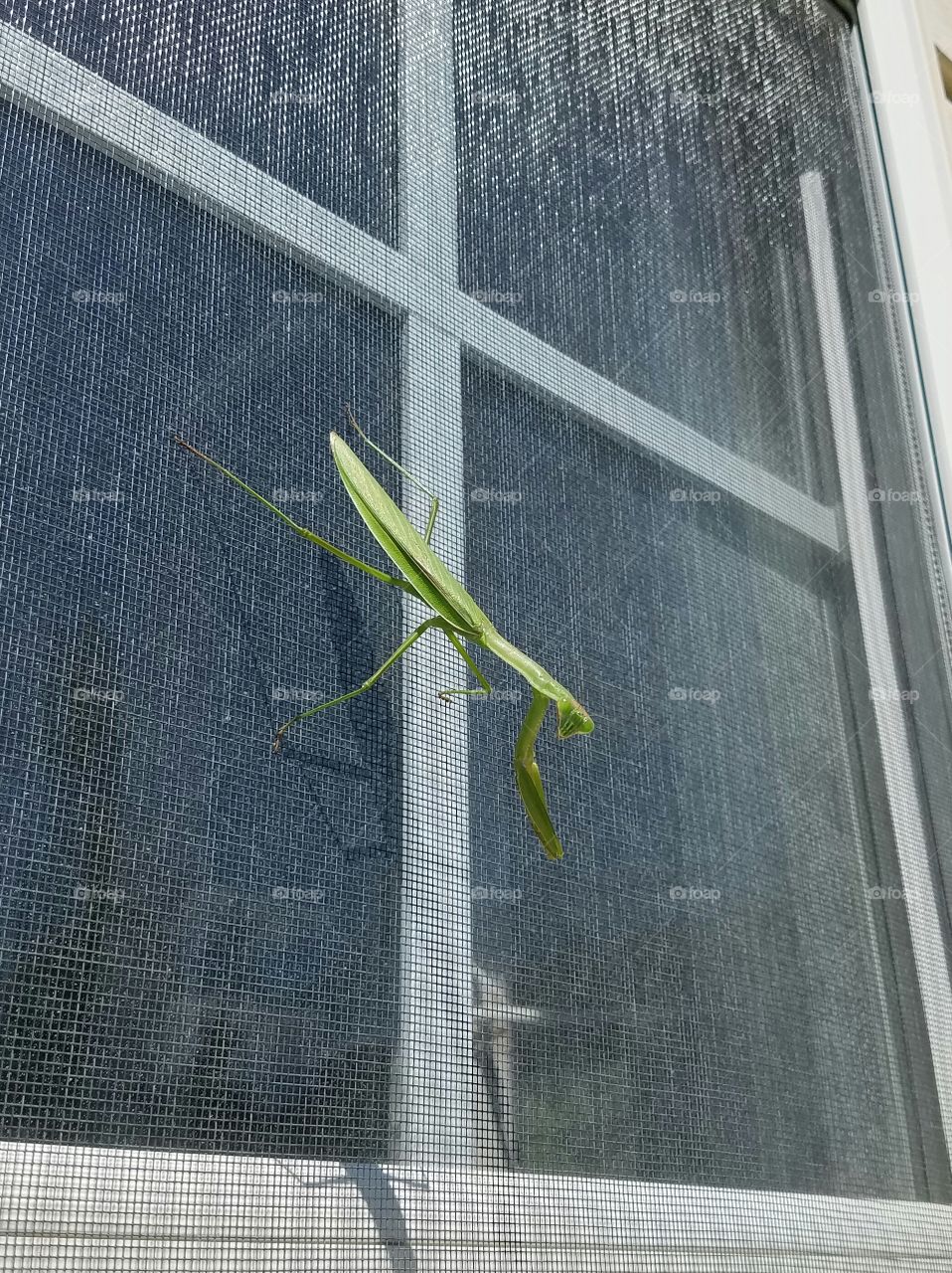 Praying Mantis