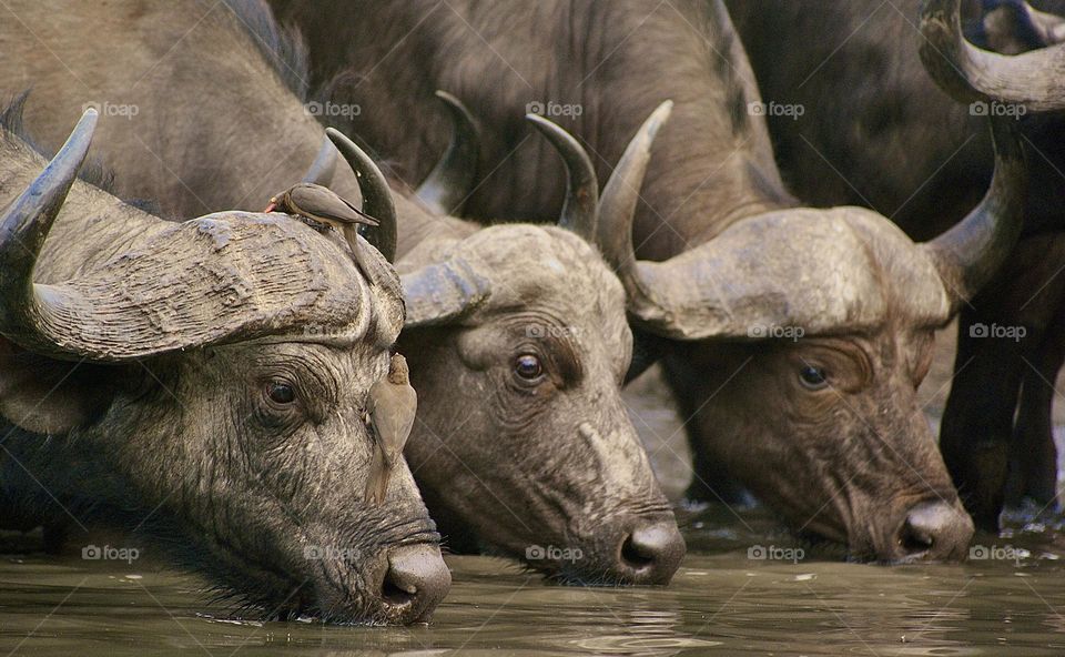Three buffalo drinking water at the water hole 