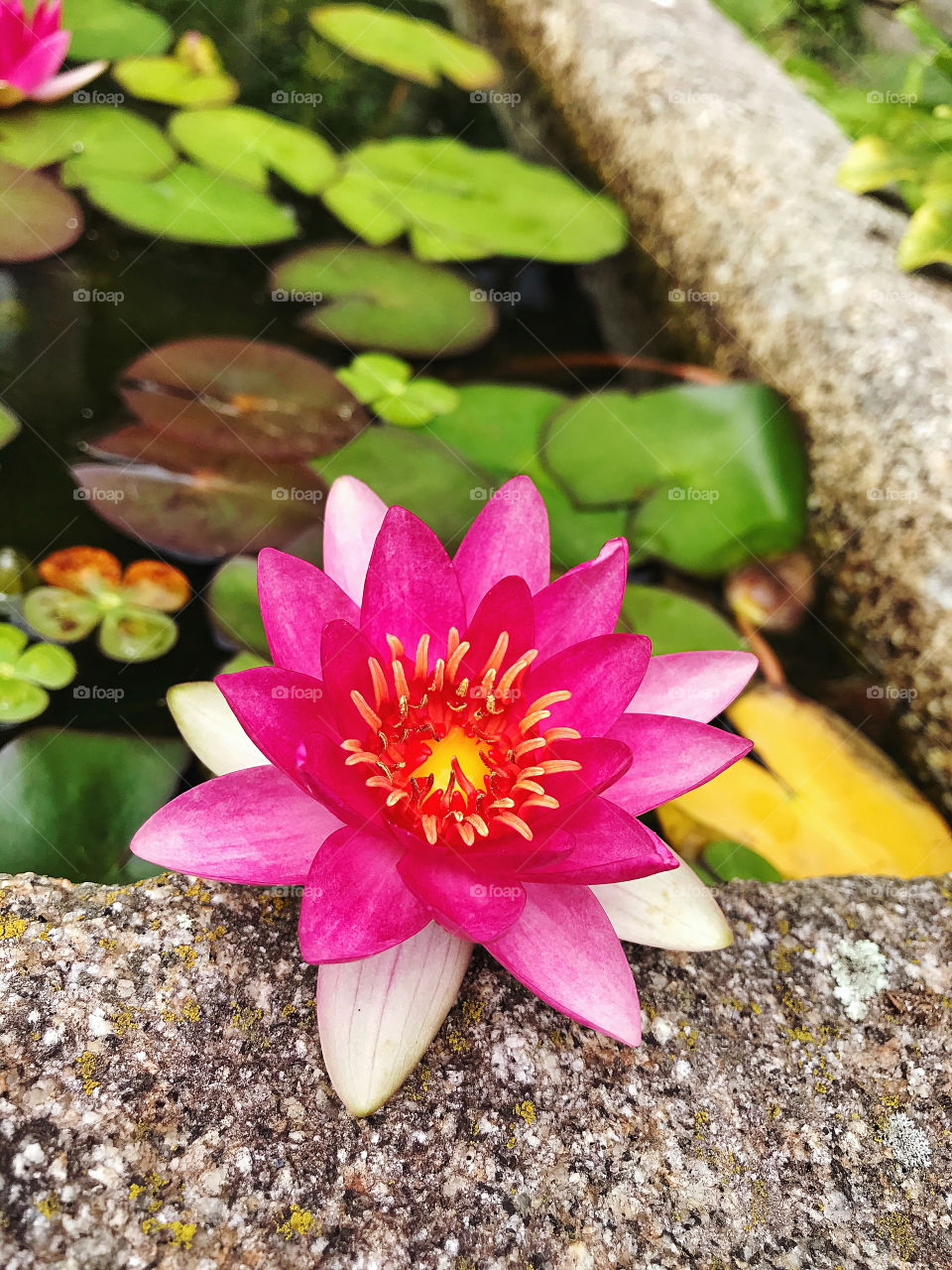 Waterlily in a pond 