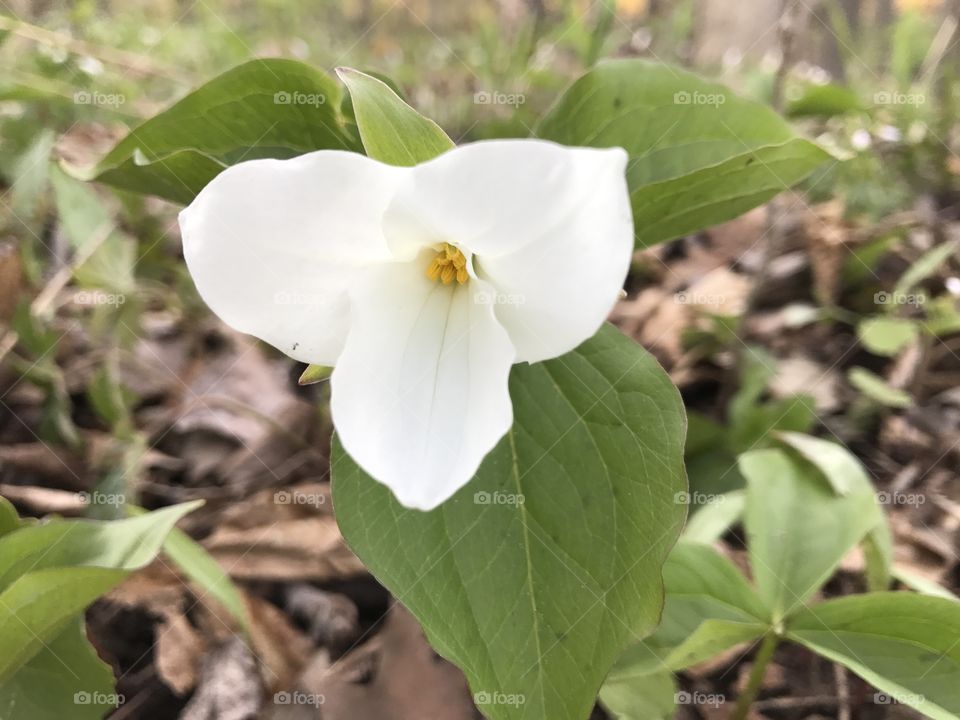 Trillium 