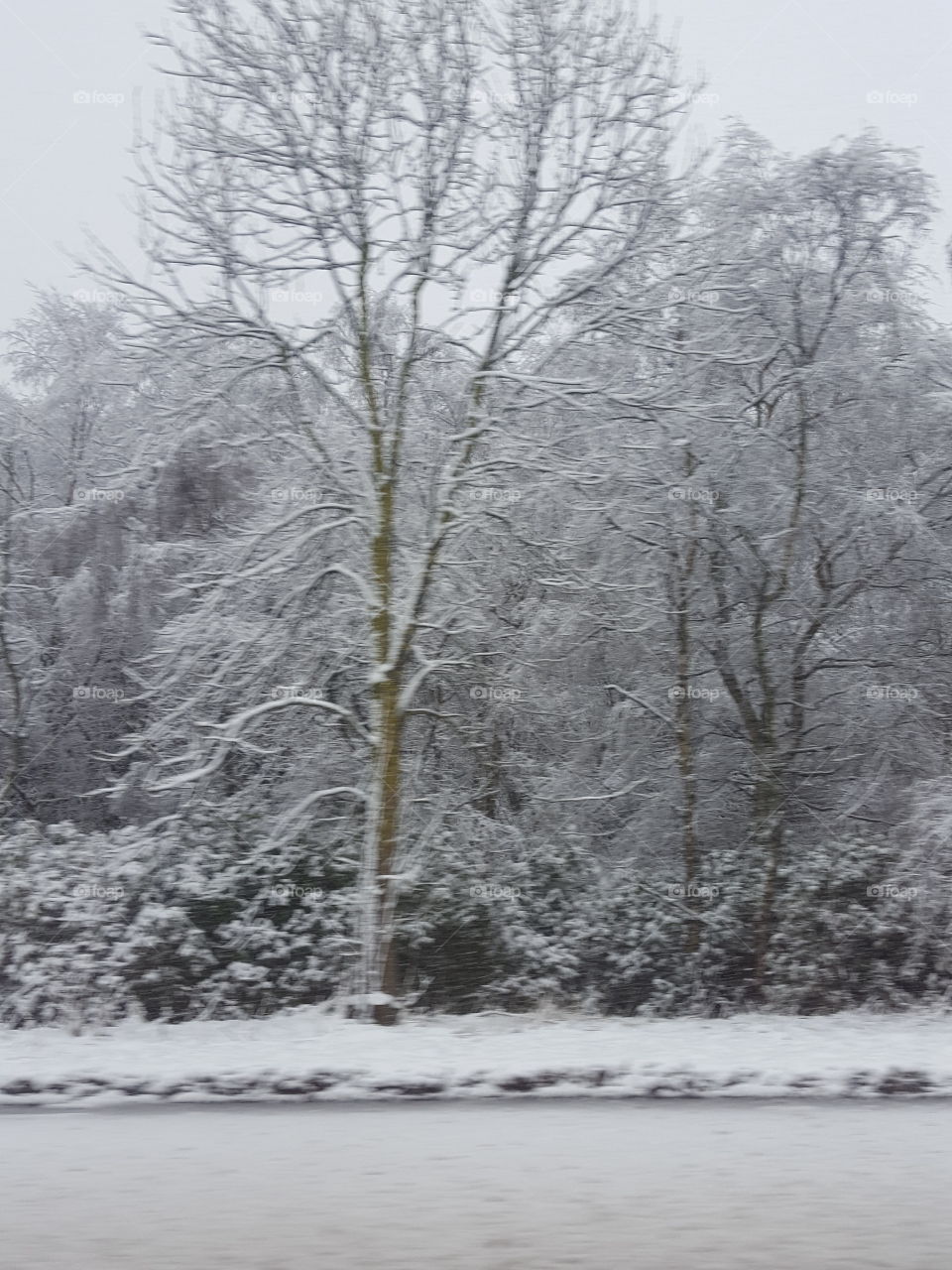 snow on trees