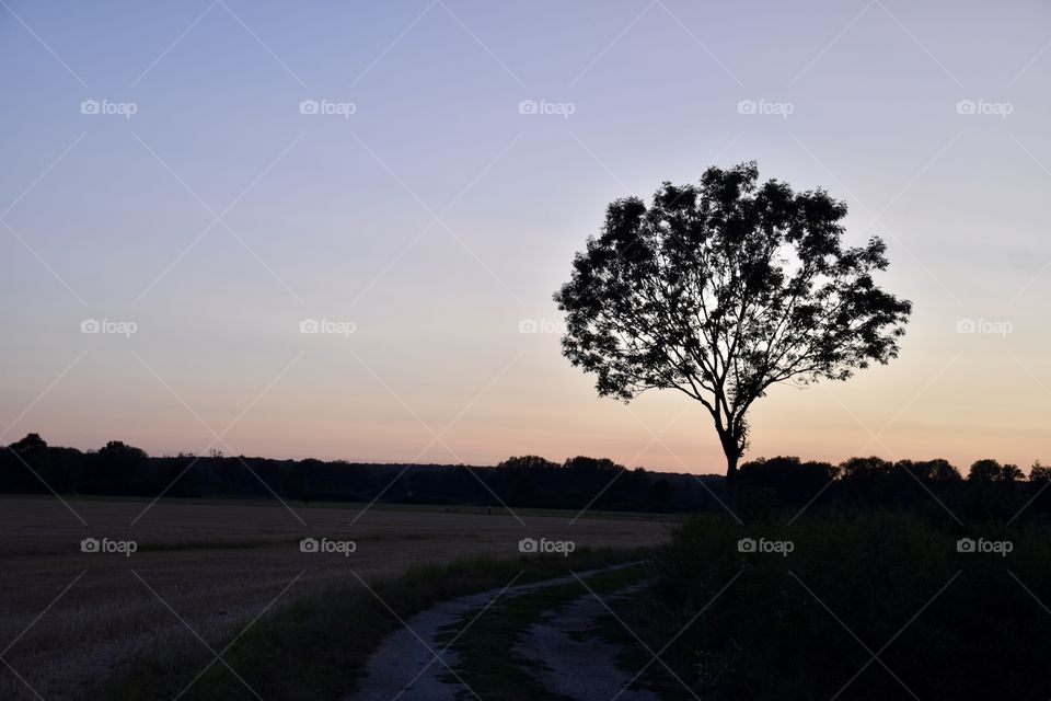 Sunset at an agricultural Szene in France with only few lightbeams rest and a dark trees shadow is visible 