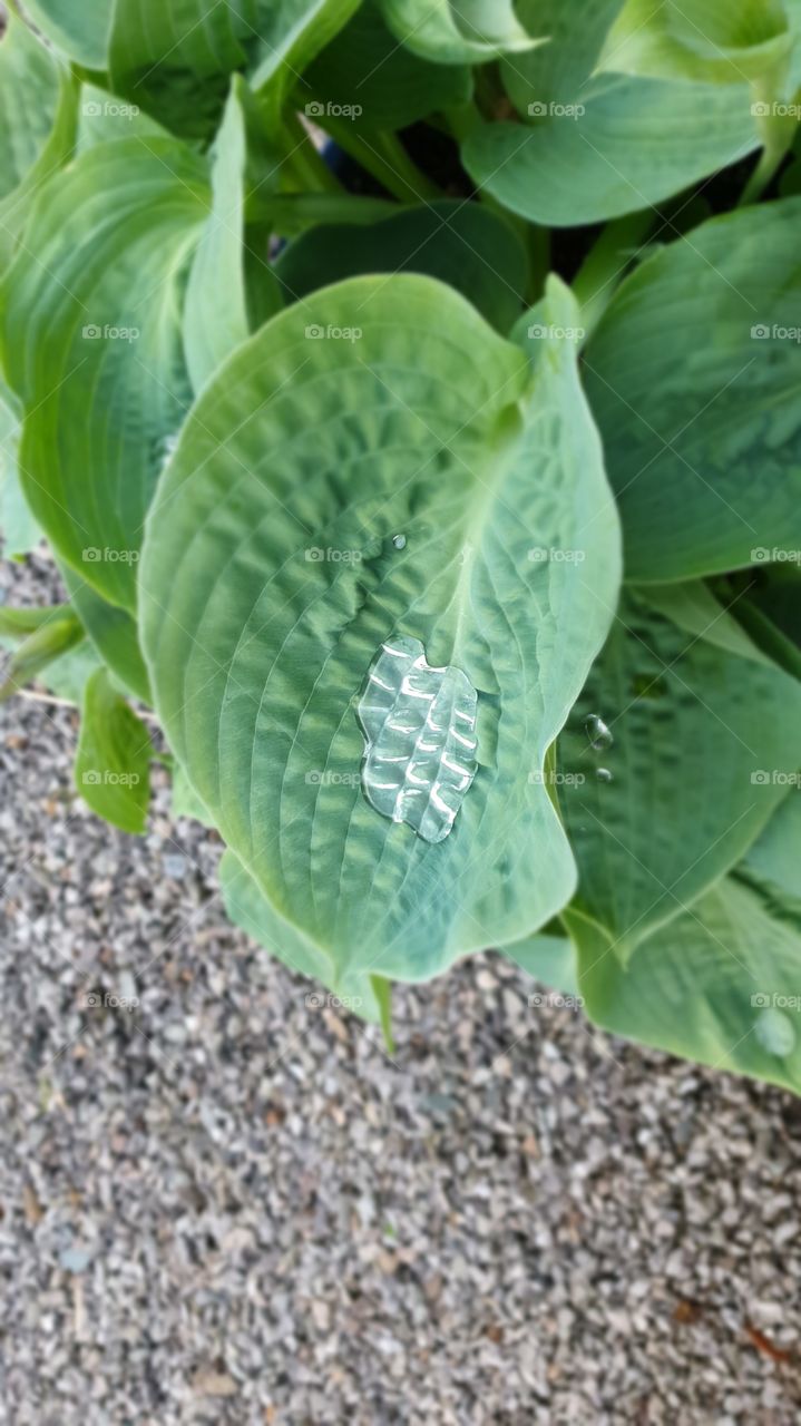 water puddle on leaf