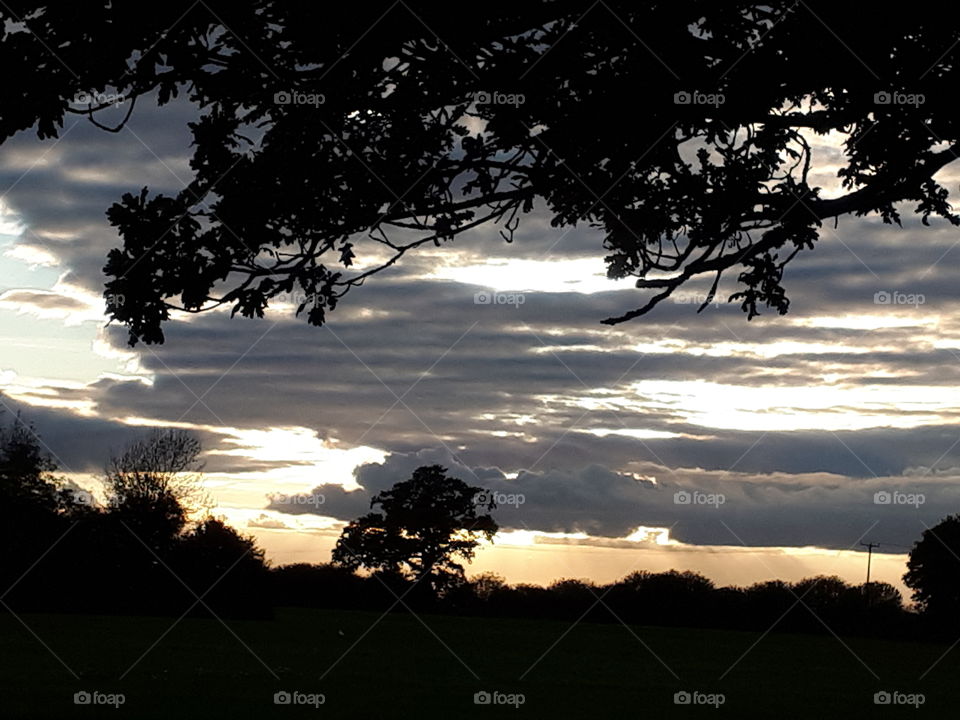 Tree, Sunset, Landscape, Dawn, No Person