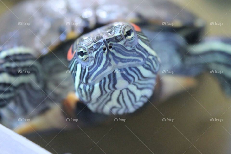 red eared slider turtle close up