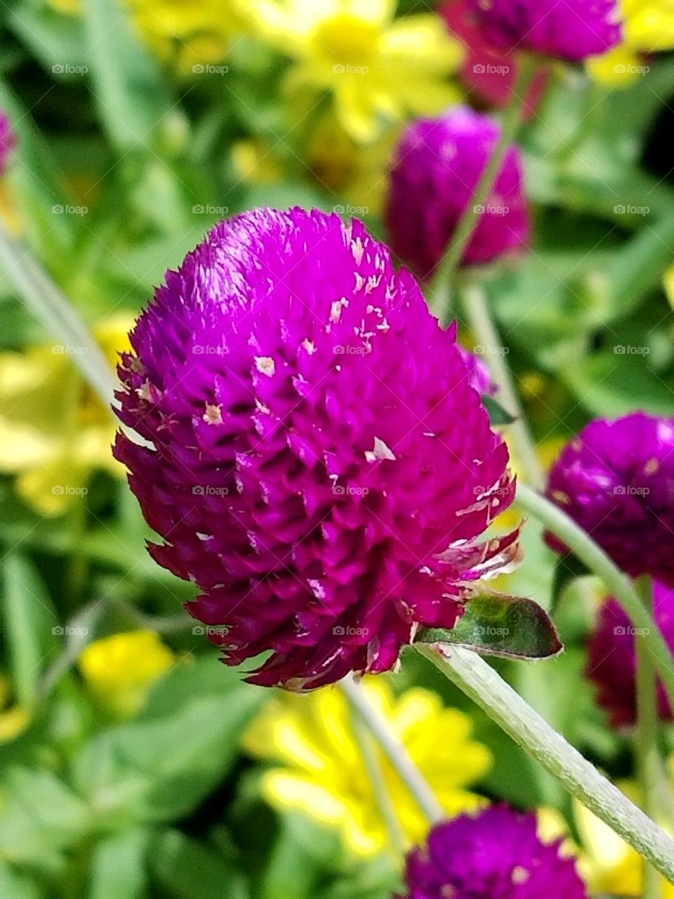 amaranth flower