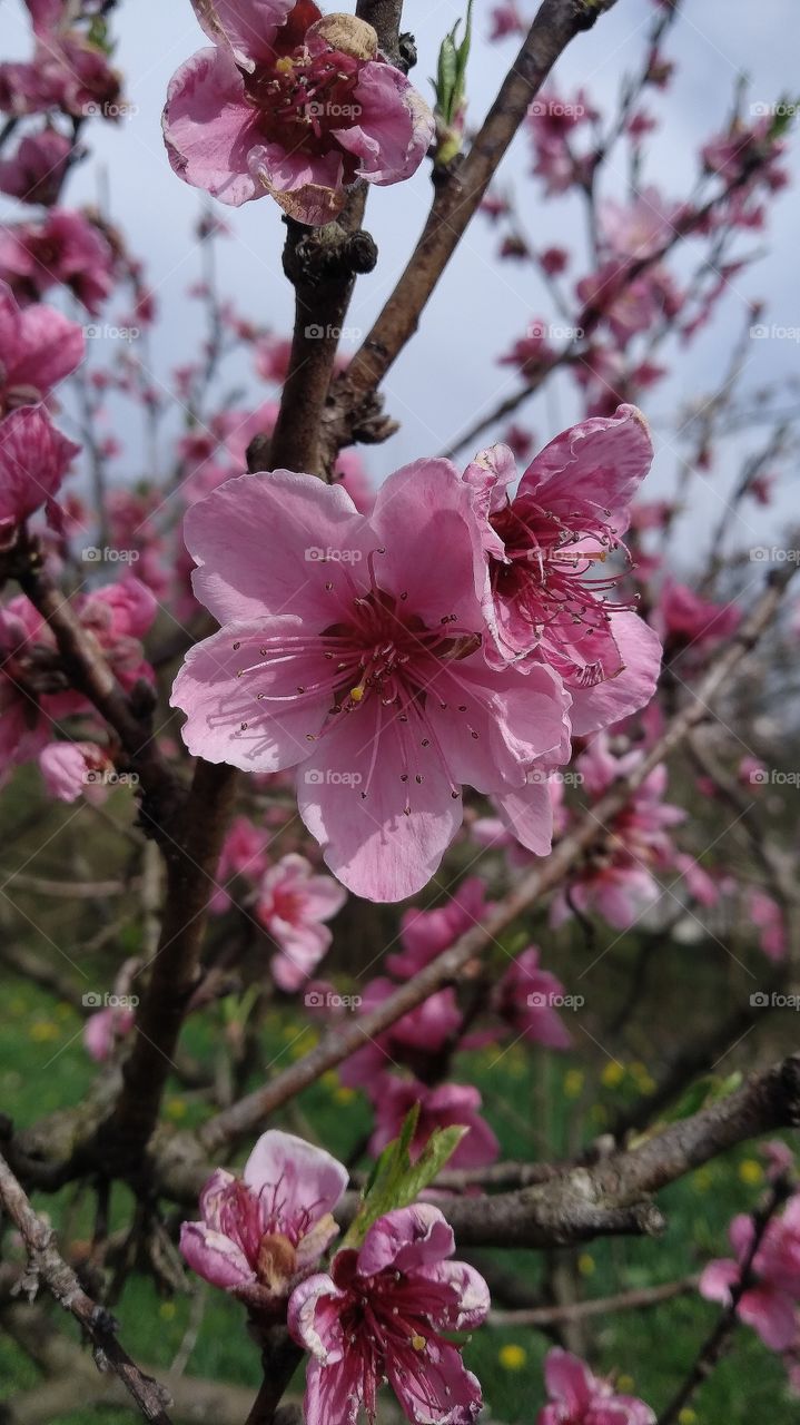 purple peach blossom