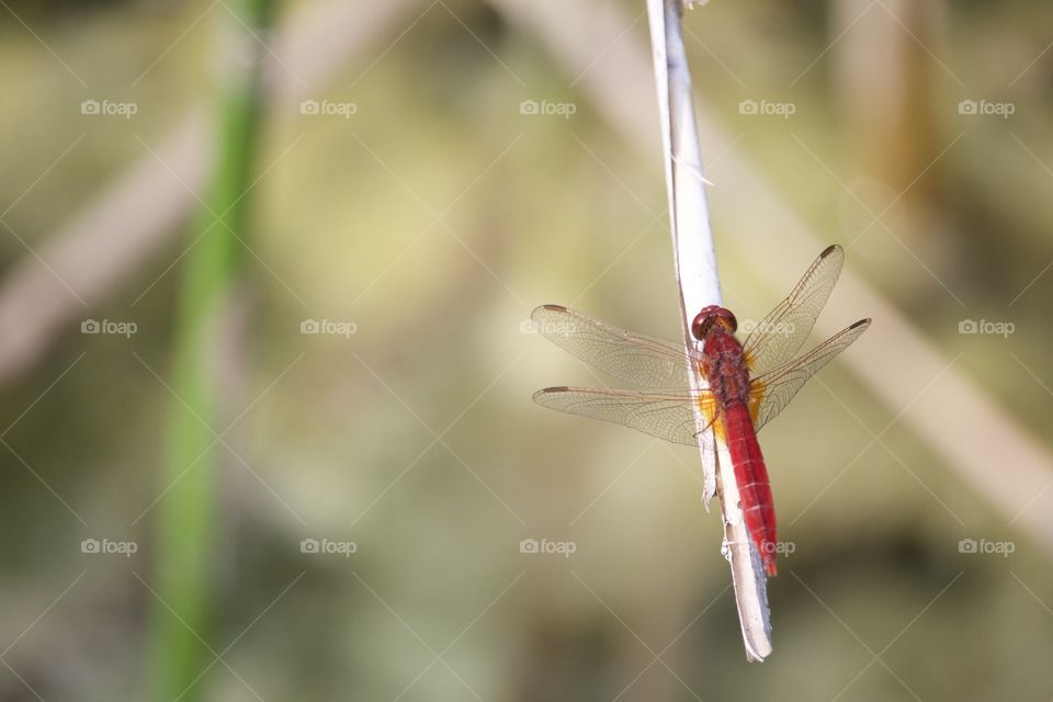 Red Dragonfly