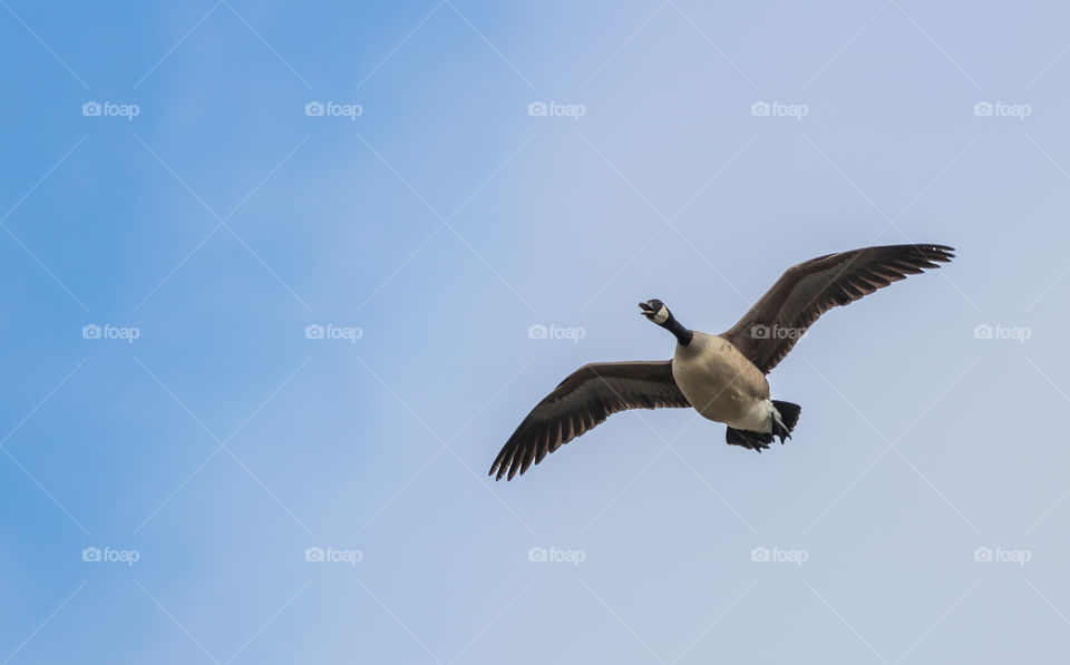 Goose in flight 