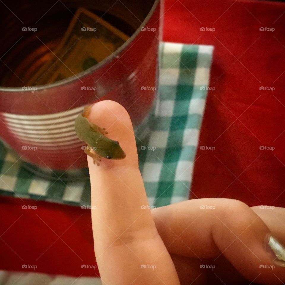 Baby gecko at the farmers market - another interesting pet :)