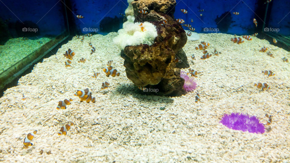 small clownfish of Manila Ocean Park