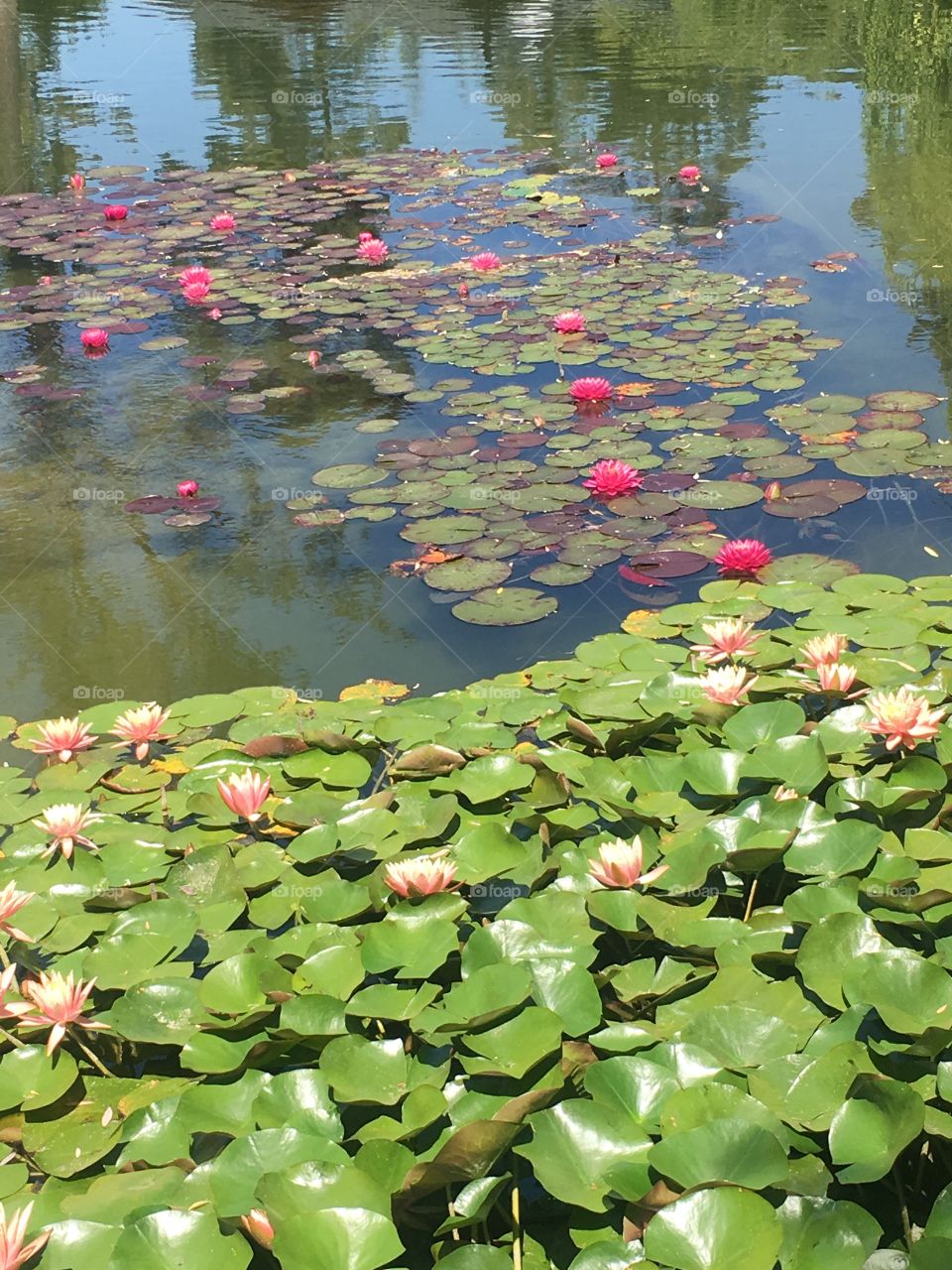 A bed of water lilies in a glassy pond. 