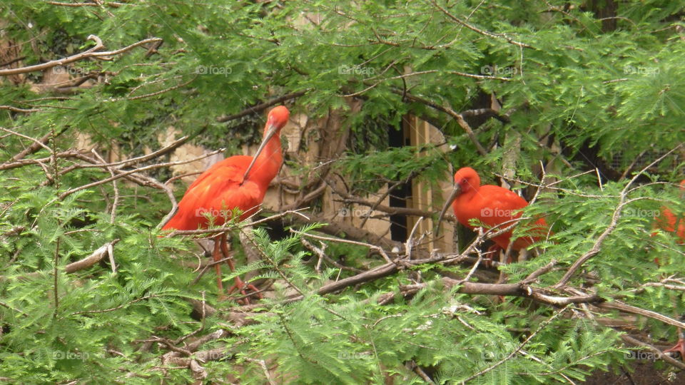 red birds
