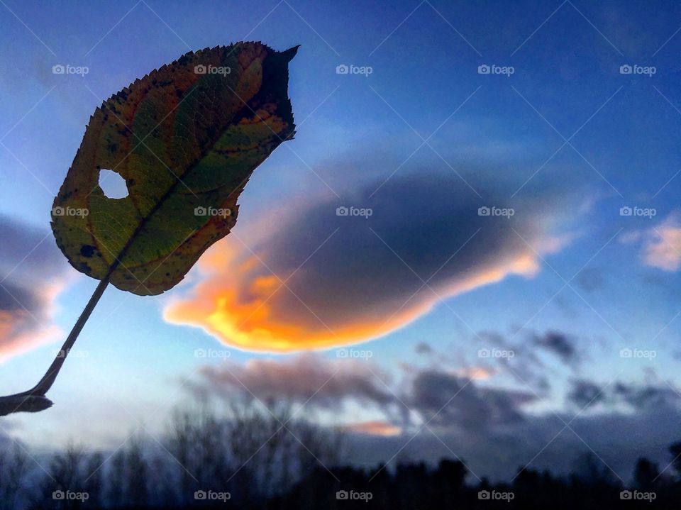 Sunset and leaf 