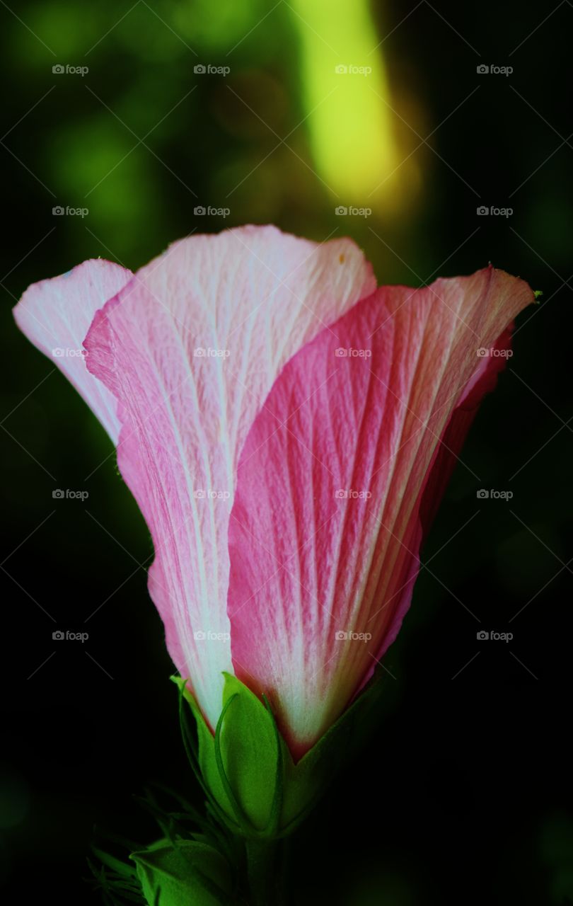 Close-up of pink flower