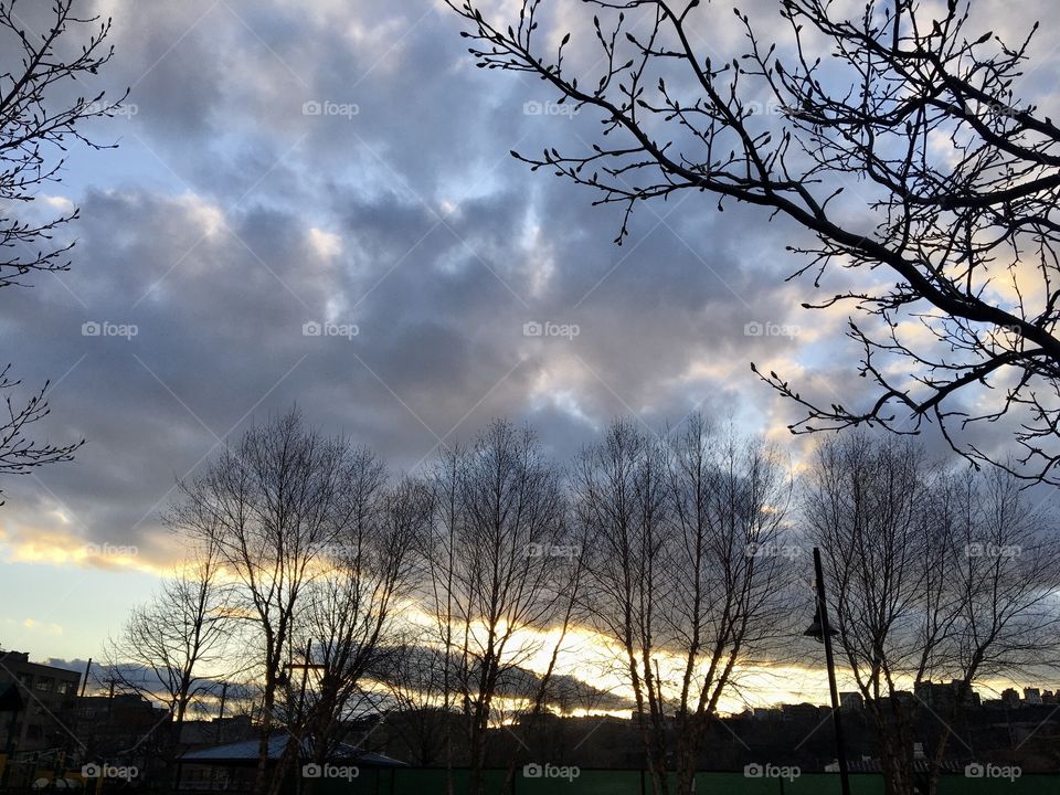 Trees like lace before setting sun, heavy dark clouds 
