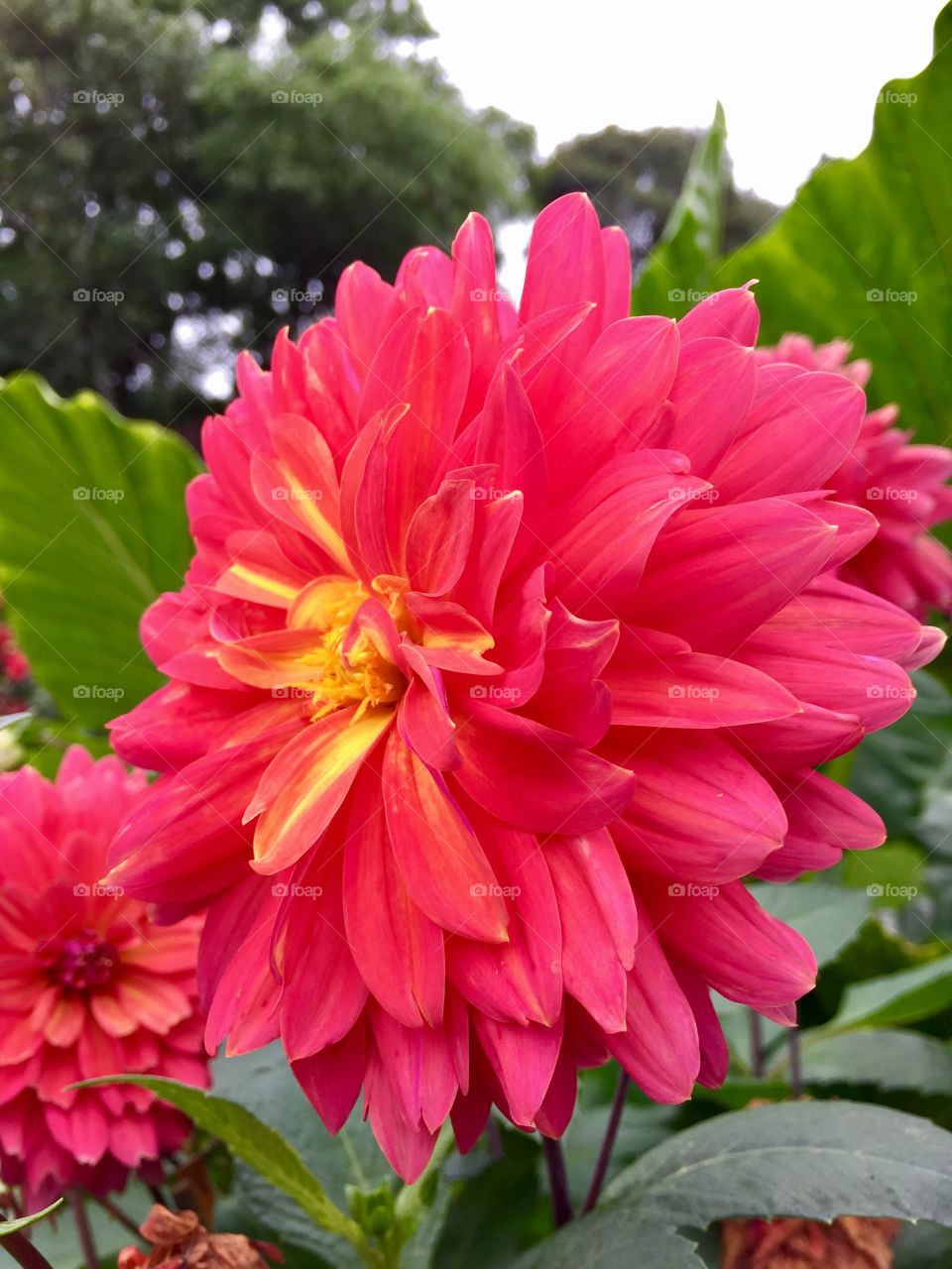 Dahlia