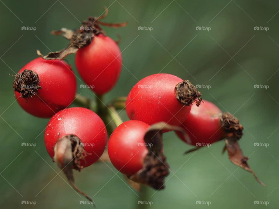 Rose hips