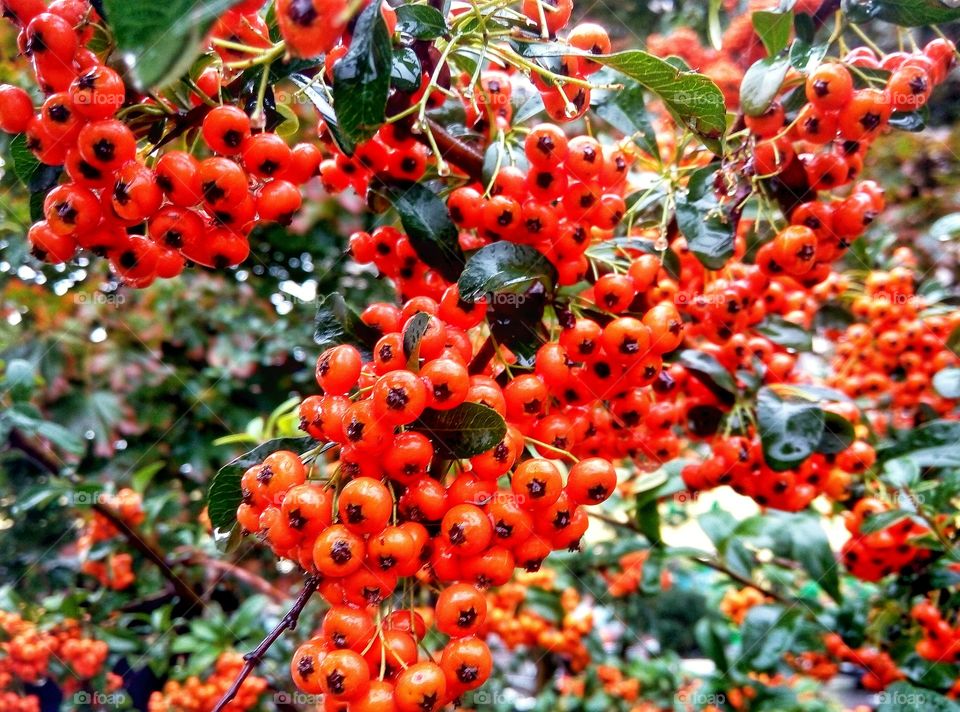 Nature, Leaf, Berry, Fruit, Tree