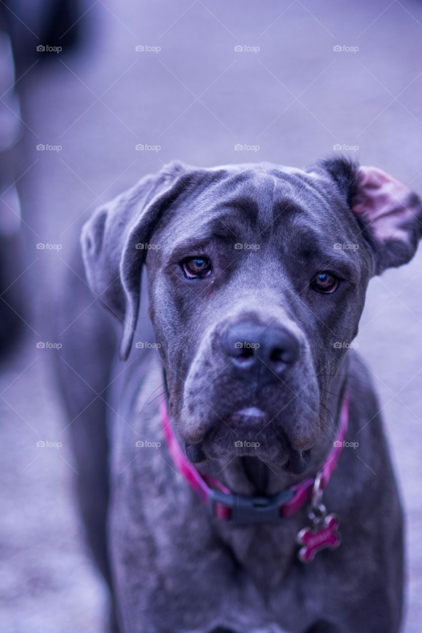 Gray Italian Mastiff Dog with Folded Ear