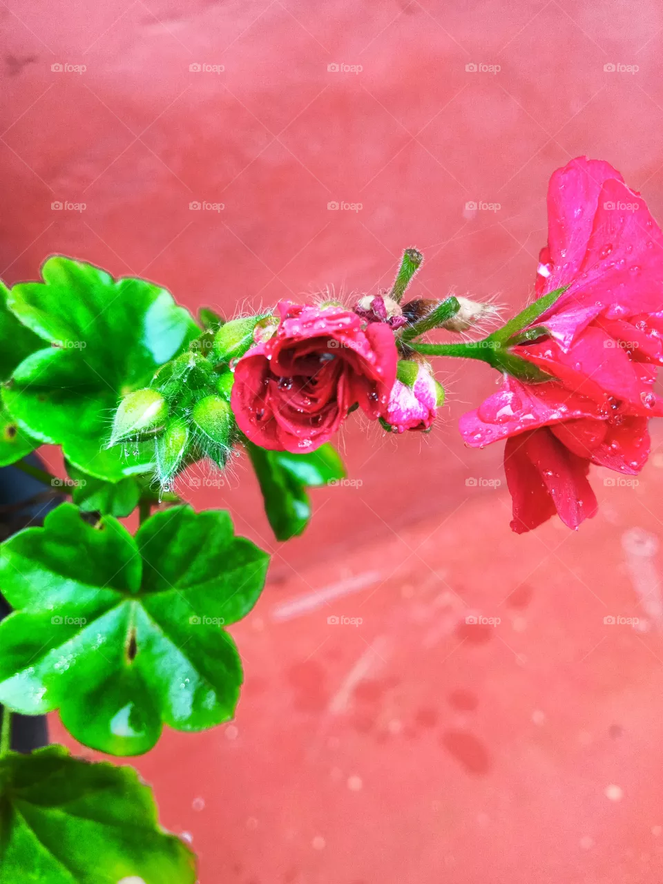 red flower
