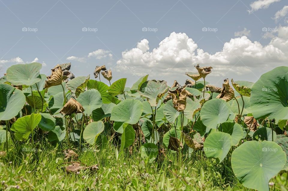 A Pond With Water Lilies