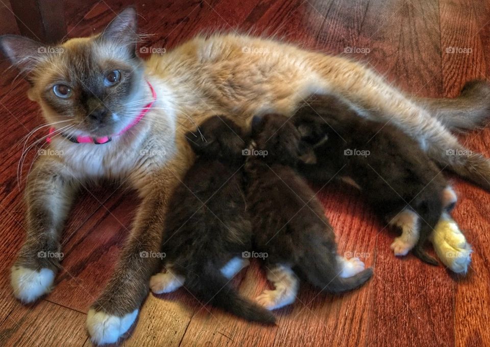 Siamese cat feeding kittens