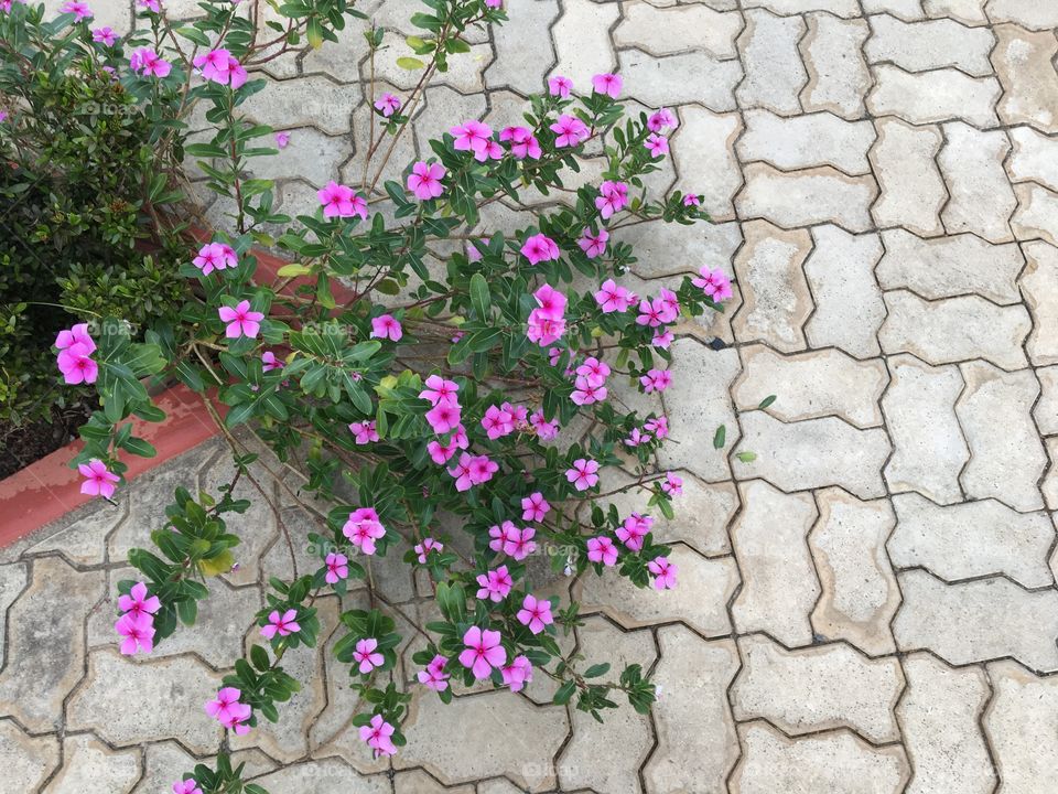 High angle view of pink flower