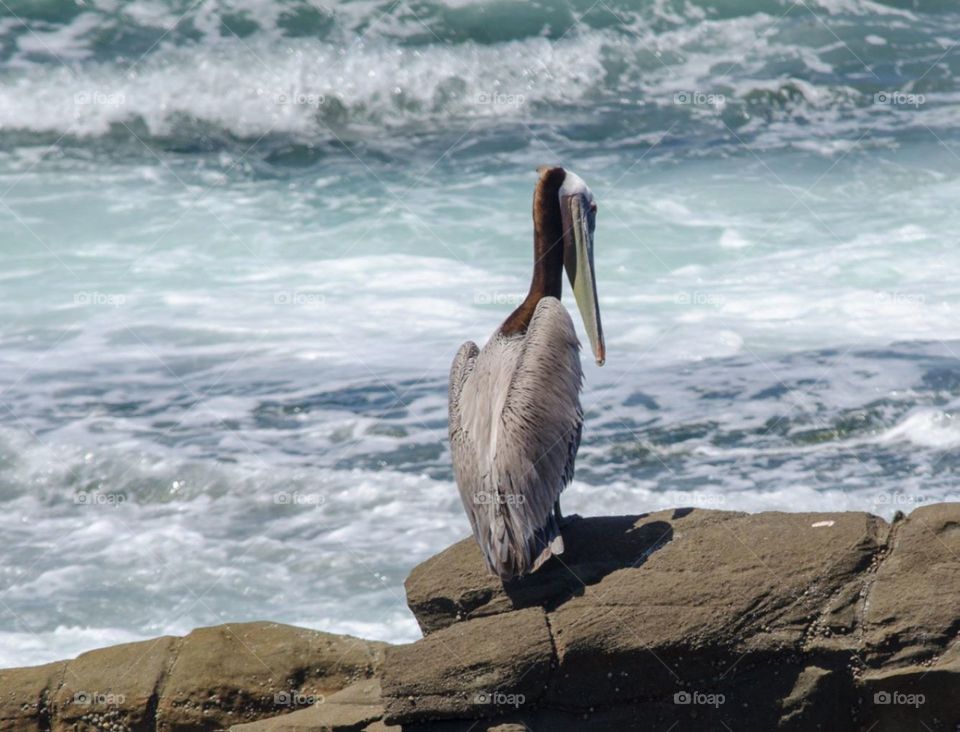pelican searching for food