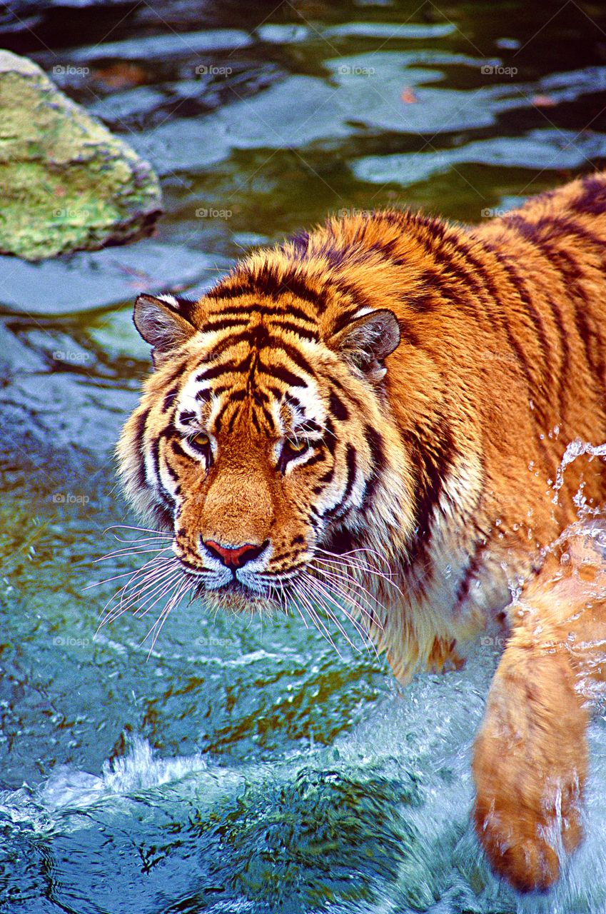 Tiger splash.