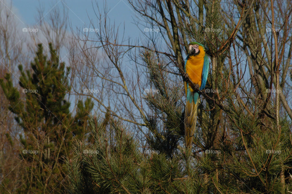 green zoo parrot by stevephot