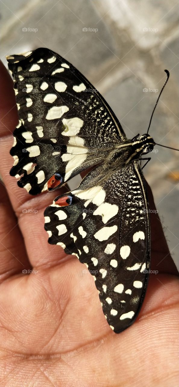 lovely butterfly in cool hand