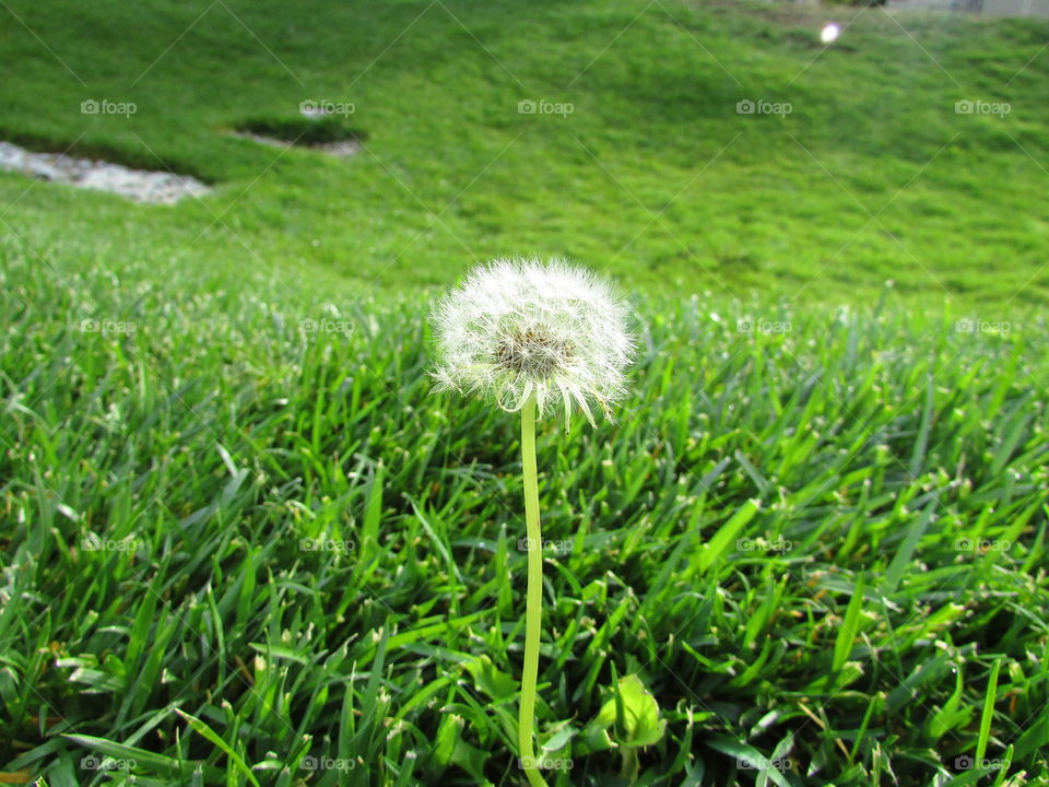 dandelion