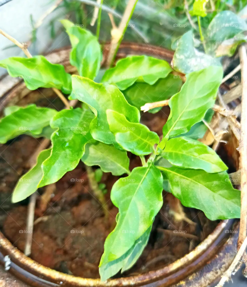 plant of kanakambarala flower