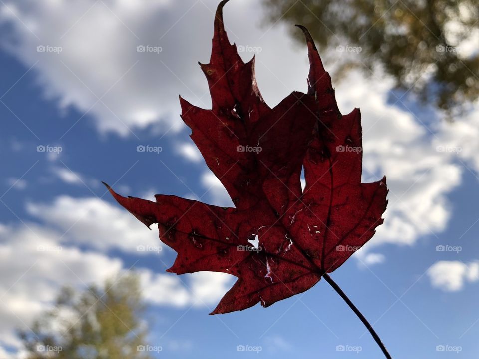 A fall day makes you want to sing!!