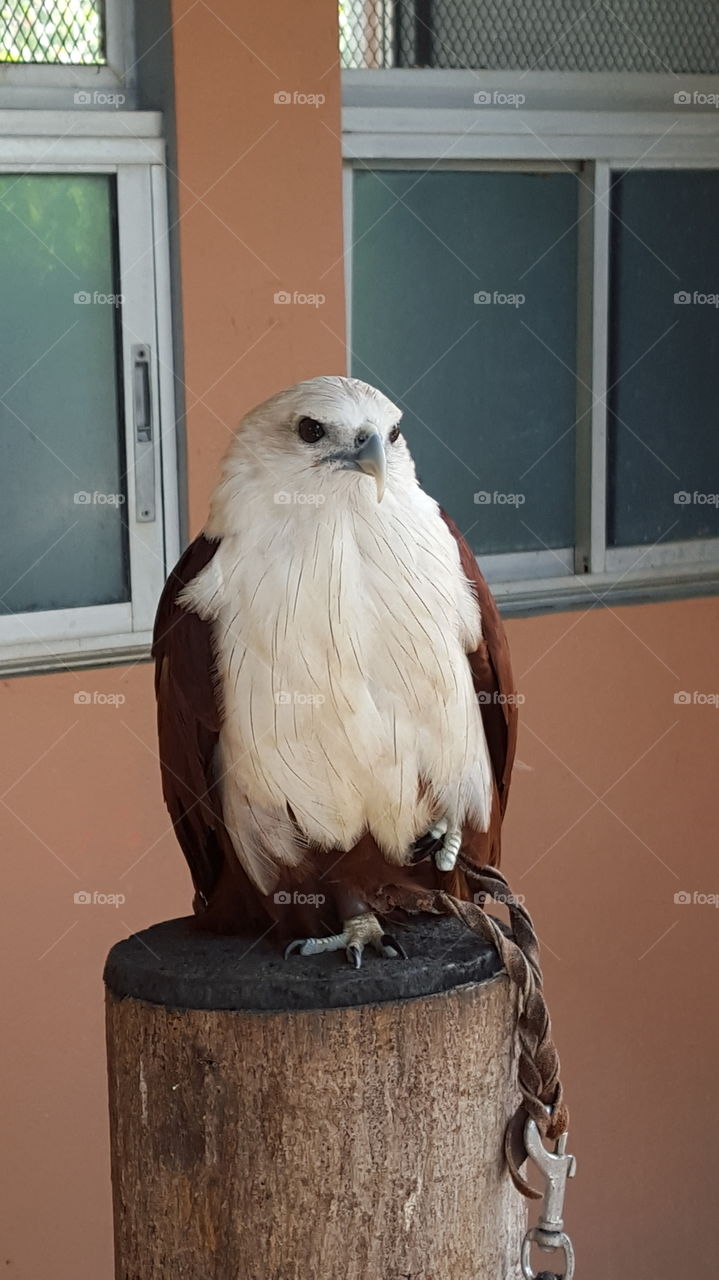 Filipino Eagle