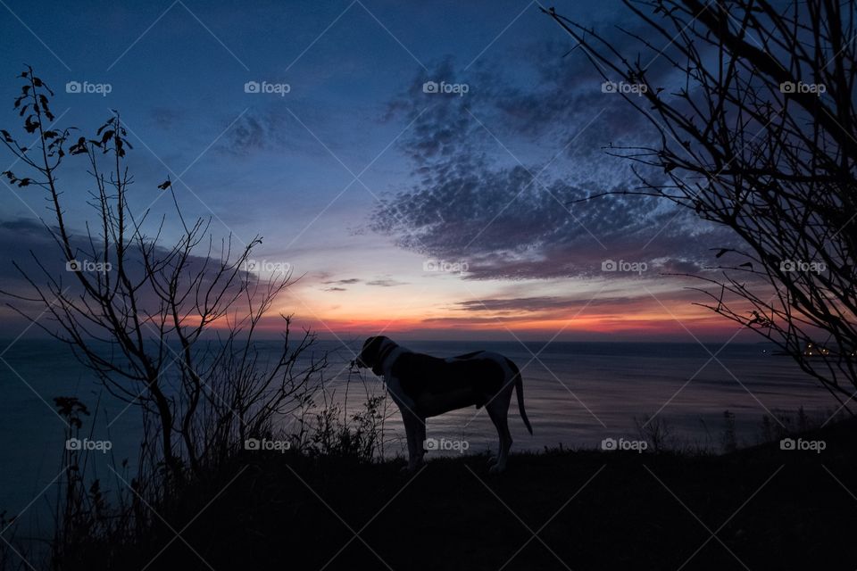 Marley in the morning on our sunrise hike in Cudahy, WI