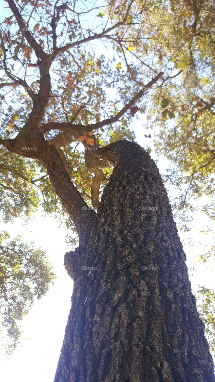tree reaching for the sky