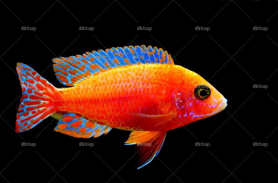 Beautiful fairy wrasse fish