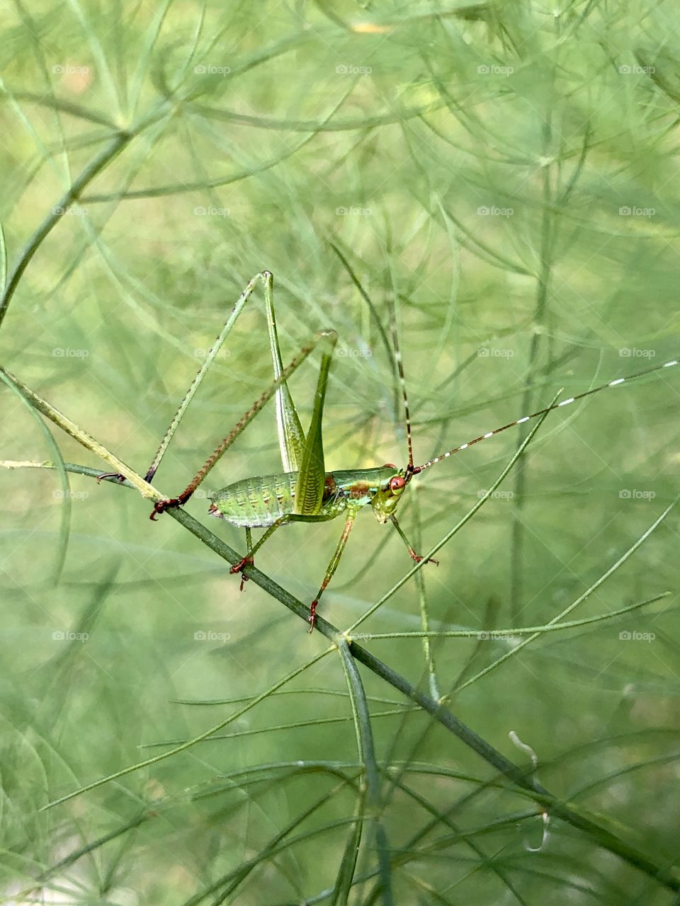 Katydid on feathery asparagus foliage 