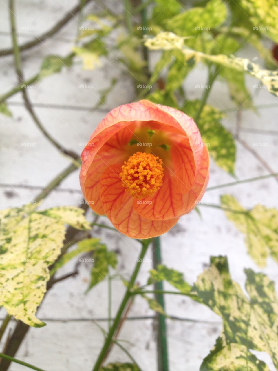 Flower close-up