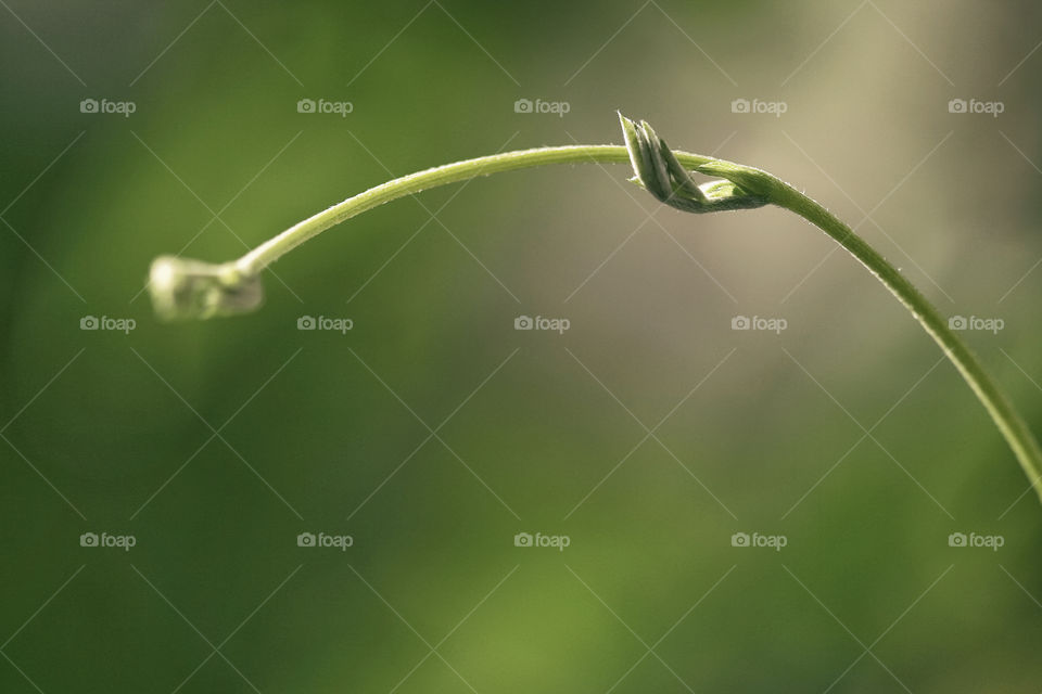 Young bud on a plant. Closeup portrait.