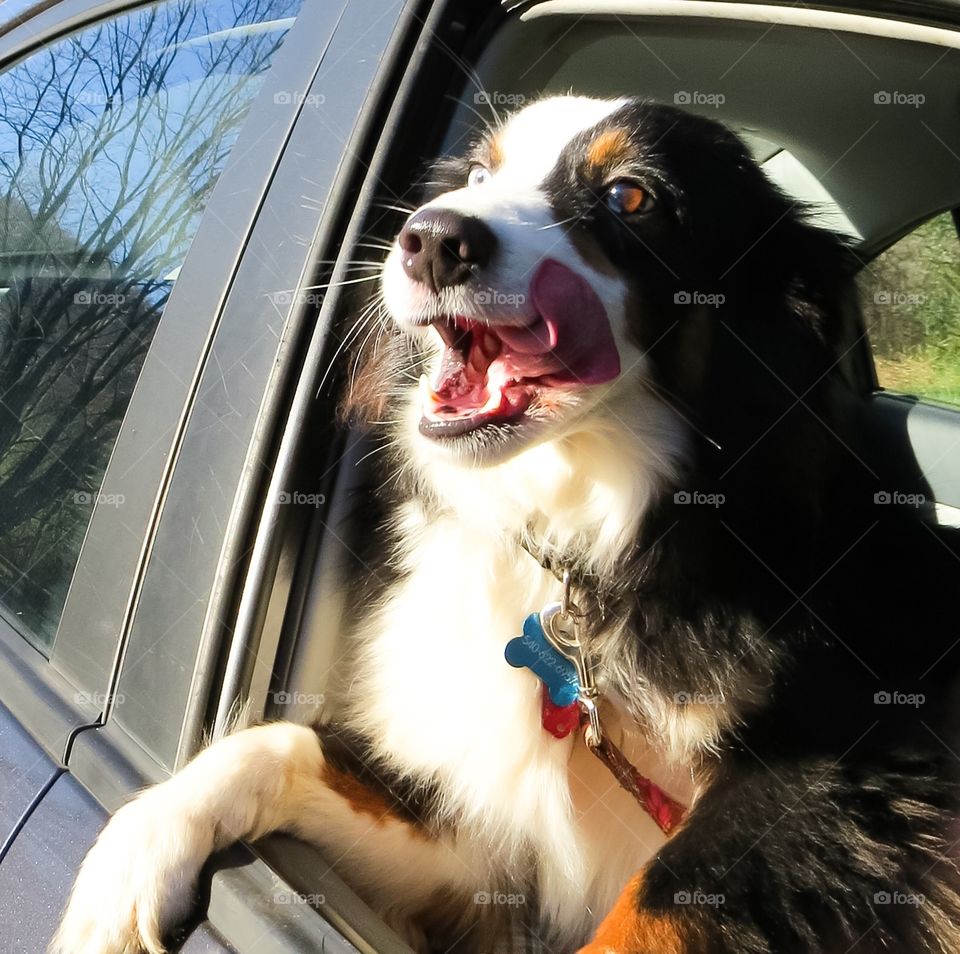 Black and white dog hanging out the window of a car.